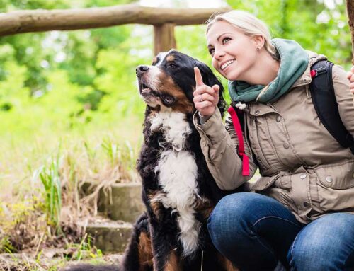 Tips For Hiking With Your Dog